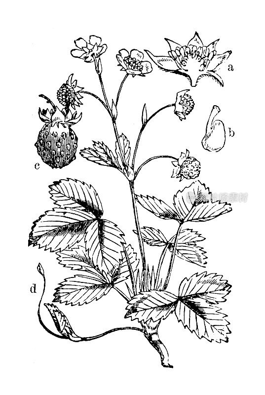 古董植物学插图:Fragaria vesca，野草莓